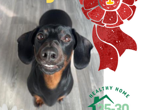 Daisy the Dachshund wins pet competition