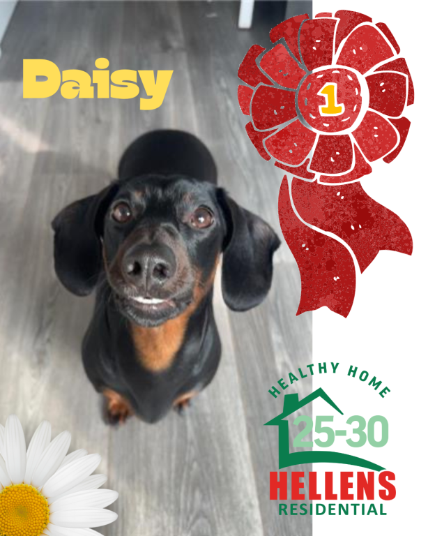 Daisy the Dachshund wins pet competition